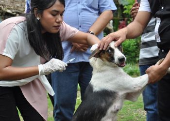 Antisipasi Rabies, Pemkab Bima Laksanakan Vaksinasi Antirabies