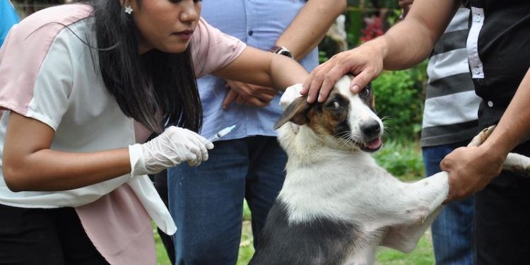 Antisipasi Rabies, Pemkab Bima Laksanakan Vaksinasi Antirabies