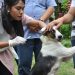 Antisipasi Rabies, Pemkab Bima Laksanakan Vaksinasi Antirabies