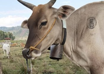 Virus PMK Terus Menjangkiti Ternak di Dompu