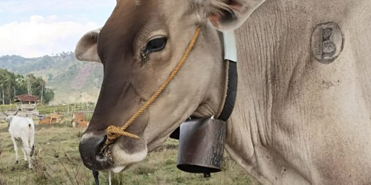 Virus PMK Terus Menjangkiti Ternak di Dompu