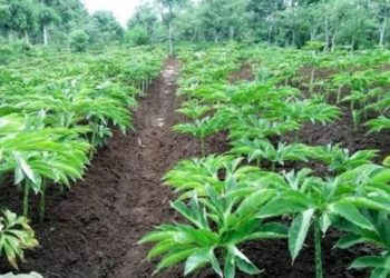 Komoditi Unggulan Porang, Belum Signifikan Dibudidaya di Dompu