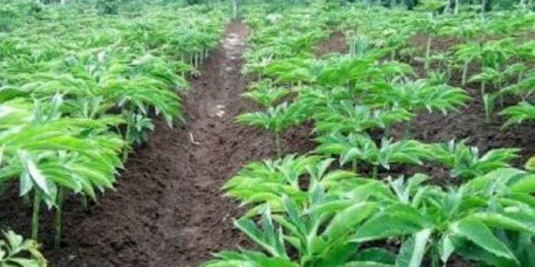 Komoditi Unggulan Porang, Belum Signifikan Dibudidaya di Dompu