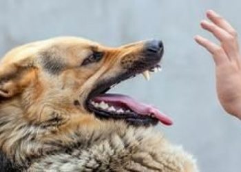Kabupaten Dompu Masih Berpredikat KLB Rabies