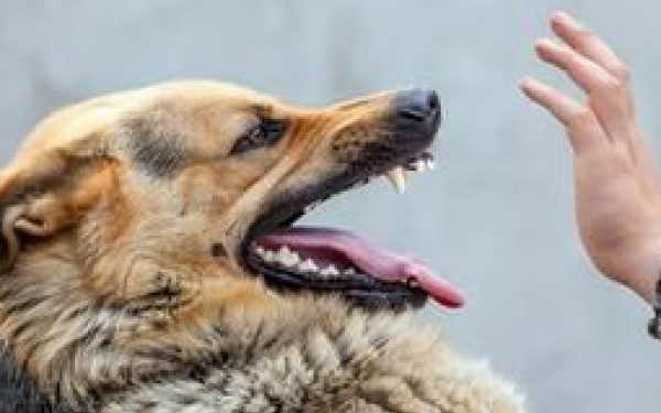 Kabupaten Dompu Masih Berpredikat KLB Rabies