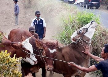 Kembangkan Ternak Berkwalitas, Pemkab Masih Terapkan Kawin Suntik