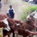 Kembangkan Ternak Berkwalitas, Pemkab Masih Terapkan Kawin Suntik