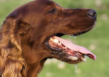 Pentingnya Mengenal Gejala Rabies pada Hewan