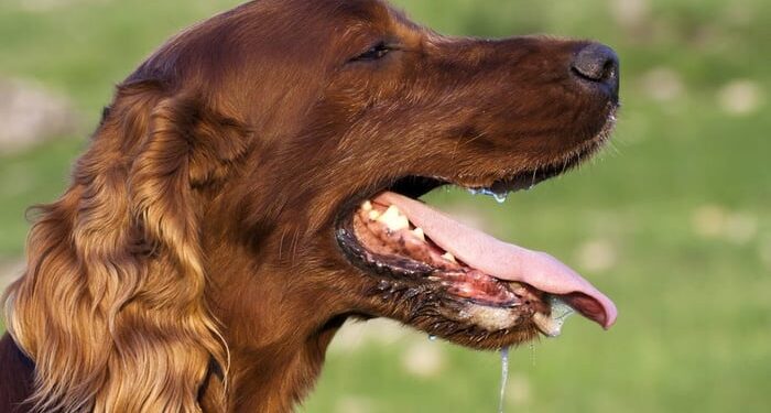 Pentingnya Mengenal Gejala Rabies pada Hewan