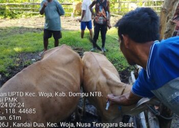 Dompu Zero PMK, Tapi Tetap Waspada