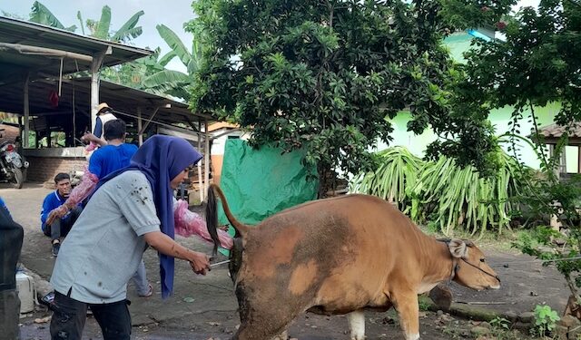 Ike Nursafitri, S.Pt saat beraksi menjadi inseminator