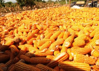 Bulog Bima Beli Jagung, Harga Tembus di angka 4.500 per Kg