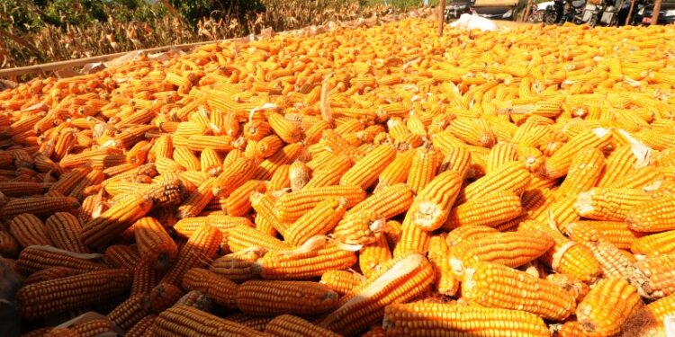 Bulog Bima Beli Jagung, Harga Tembus di angka 4.500 per Kg