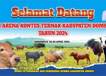 Ini Yang Dilombakan di Kontes Sapi di Dompu