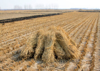 Disnakeswan Edukasi Peternak Maksimalkan Pemanfaatan Limbah Pertanian