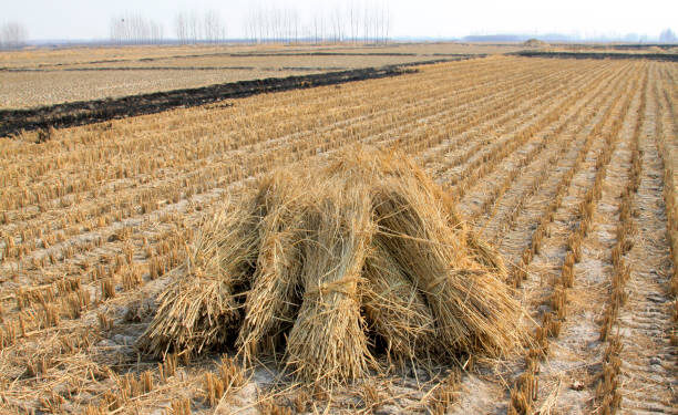 Disnakeswan Edukasi Peternak Maksimalkan Pemanfaatan Limbah Pertanian
