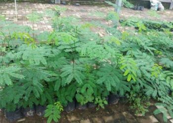 Lamtoro Sangat Dianjurkan Untuk Penggemukan Ternak