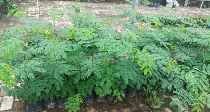 Lamtoro Sangat Dianjurkan Untuk Penggemukan Ternak