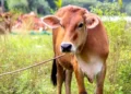 Drama di Ujung Petang, Sapi Kurban Kabur Karena Kawanannya Dikuliti