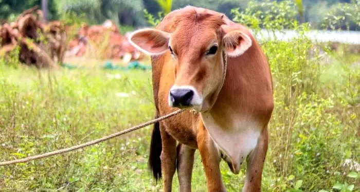 Drama di Ujung Petang, Sapi Kurban Kabur Karena Kawanannya Dikuliti