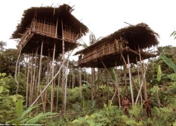 Rumah Pohon, Menelusuri Kehidupan Suku Korowai di Pedalaman Papua
