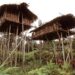 Rumah Pohon, Menelusuri Kehidupan Suku Korowai di Pedalaman Papua